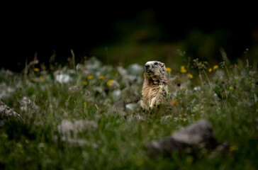 marmot in the grass