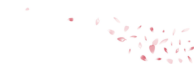Fototapeta na wymiar Transparent Sakura Petal Vector White Background.