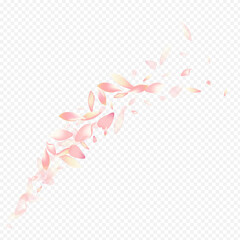 Color Sakura Vector Transparent Background. Bloom