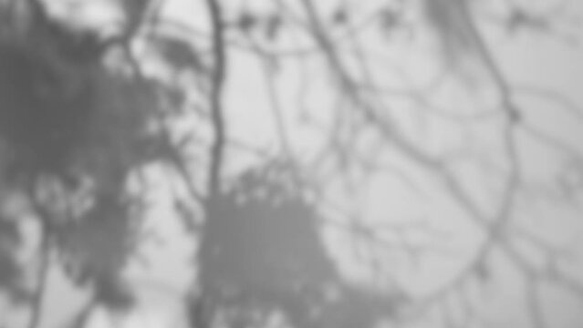 4k stock video footage of grey silhouettes of branches of different trees and green leaves isolated on white wall background. Natural sunlight shadows abstract backdrop