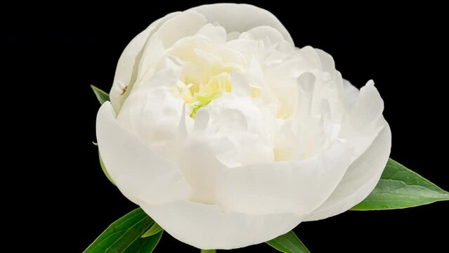 4K Time Lapse of blooming white Peony flower isolated on black background. Timelapse of Peony petals close-up. Time-lapse of big flower opening.