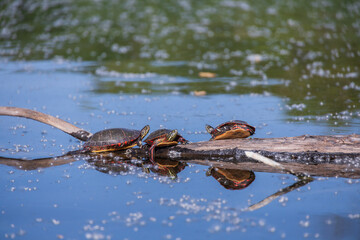 Painted Turtles resting on a log in the river