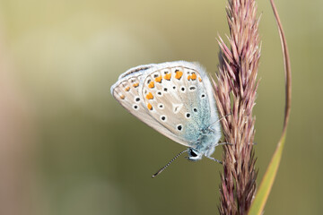 a small butterfly, a blue (Lycaenidae), sits on a blade of grass in nature, in front of a light background.