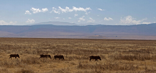 Fototapeta na wymiar Warthogs Ngorongoro Tanzania