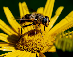 bee on yellow flower