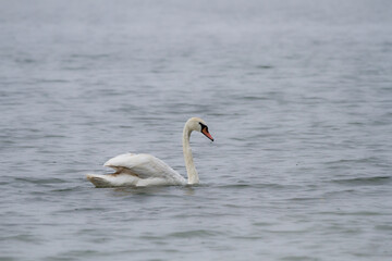 Mute Swan swimming on a lake in the rain on a cloudy day. 