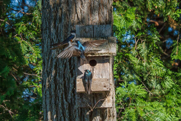 A family of tree swallows crowd around a birdhouse 