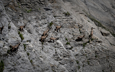 capricorns on a rock