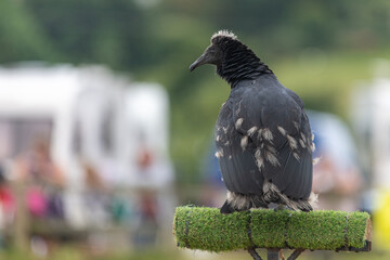 Portrait of a young black vulture (coragyps atratus) perching on a pedestal