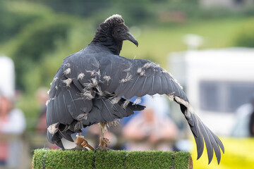 Portrait of a young black vulture (coragyps atratus) perching on a pedestal