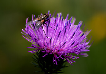 fly on a flower