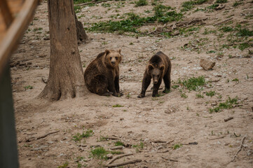 Two brown bears play with each other in the forest
