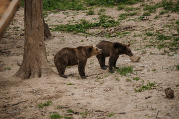 Two brown bears play with each other in the forest