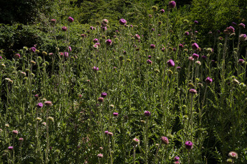 Botany. View of tall thistles, Cirsium vulgare purple flowers and green leaves foliage, blooming in the field.