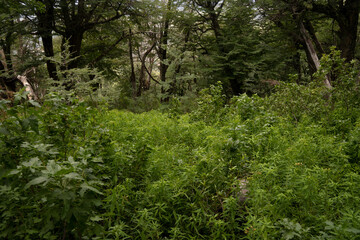 Fototapeta na wymiar View of the green forest and lush vegetation. 