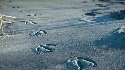 Bird Tracks on the Sand by the Beach