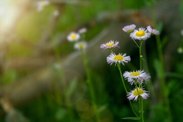 daisies in a meadow