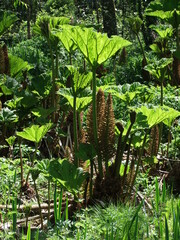 Green giant rhubarb (gunnera) with huge leaves in sunny day