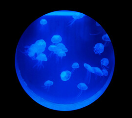 Moon jellyfish (aurelia aurita) in circle aquarium with blue light