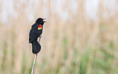Brightly marked, red winged blackbird sings and calls