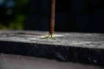 image of Mantis larvae (June)