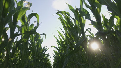 Leaves of green corn in the sun.