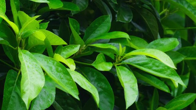 Rich green leaves of tree waving in wind. Beautiful roundish bokeh with dark green background. Sun shining on fresh wet leave surface. Abstract slow motion shot of summer rain with copy space, ecology