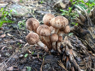 mushrooms grow on jangkos (janjangan kosong) of oil palm