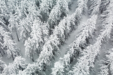 Aerial drone view of snow-covered coniferous forest and a desert road high in the mountains.