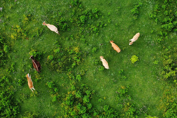 Aerial view of free grazing cows on a natural pastureland in a Europe. Growing livestock. Animal...