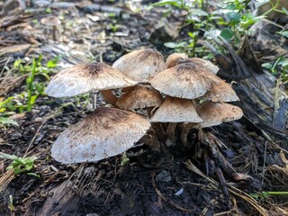 mushrooms grow on jangkos (janjangan kosong) of oil palm
