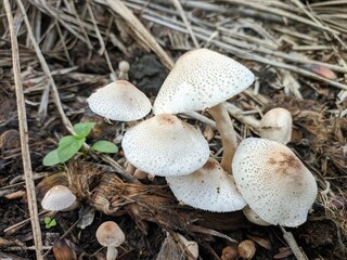 mushrooms grow on jangkos (janjangan kosong) of oil palm