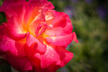 Fototapeta premium Beautiful bright red rose in a garden. Blurred colorful flower in natural background