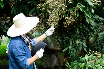 Farmer is at orchard, checking quality of  longan fruits, holds smart tablet. Concept : Smart farmer, use technology wireless internet to search and do research about agriculture. Export Thai fruits.