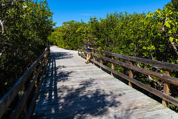 Boardwalk Through Mangrove Forest on Sarasota Bay, Leffis Key Preserve, Bradenton Beach, Florida,...