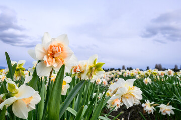 Obraz premium Orange and white daffodils blooming in a field on a stormy day, Skagit Valley bulb growing region, Washington state, USA 