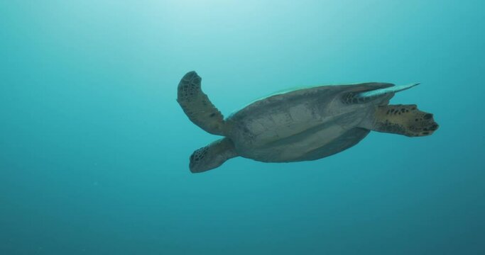 Sea turtle resting in a shipwreck Espiritu santo National Park, Baja California Sur,Mexico.