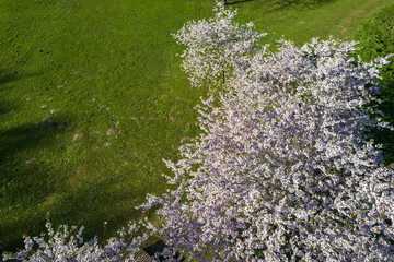 Obraz premium Aerial view of beautiful cherry blossoms in park. Drone photo of sakura trees full in blooming pink flowers in spring in picturesque garden. Branches of the tree over sunny blue sky. Floral pattern