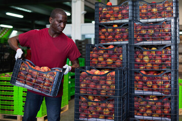Positive diligent friendly Afro workman stacking boxes with harvested peaches on fruits sorting department
