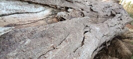wood texture
