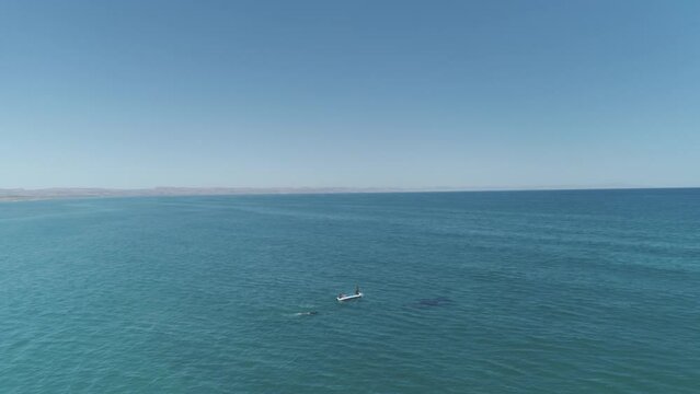 Pod of Dolphins aerial view.