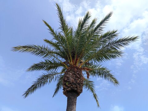 Tropical date palm tree (Phoenix dactylifera) with a blue sky background. There are no people or trademarks in the shot.