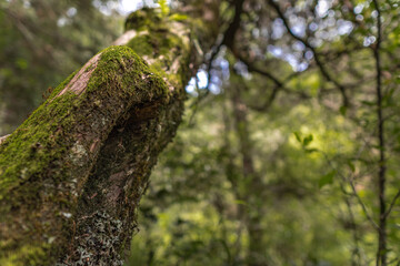 close up of green moss on a tree trunk seen from below