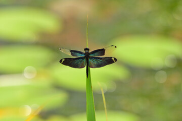 チョウトンボの休憩