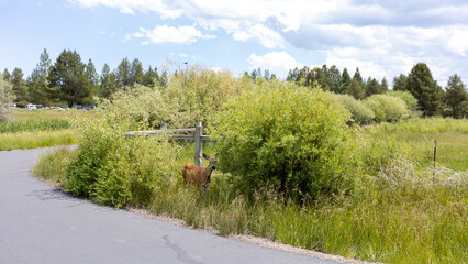 Deer in Sunriver Oregon, Hiking in Sunriver