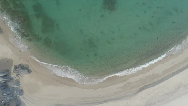 aerial view of a Bull Shark (Carcharhinus leucas). reefs of the Sea of Cortez, Pacific ocean. Cabo Pulmo, Baja California Sur, Mexico. The world's aquarium.