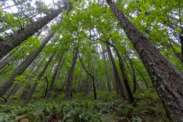 Eugene Oregon Landscape of Trees, Forest Foliage