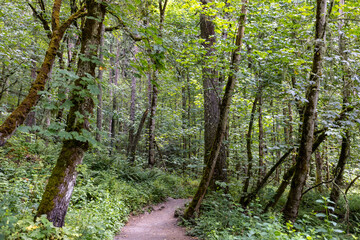 Eugene Oregon Diverse Forest
