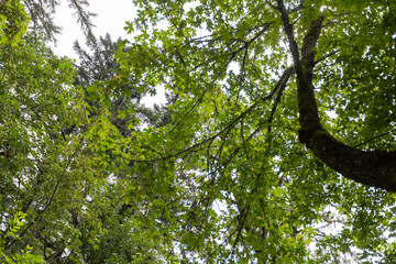 Fototapeta premium Eugene Oregon Summer Landscape in Forest