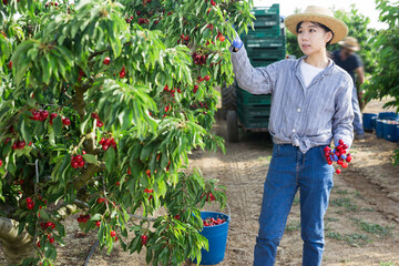 Woman picking ripe cherry from a tree